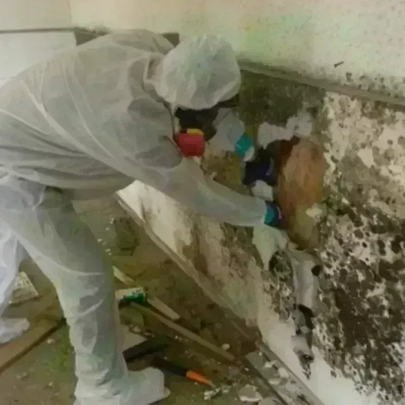 Mold Remediation and Removal in Rich County, UT